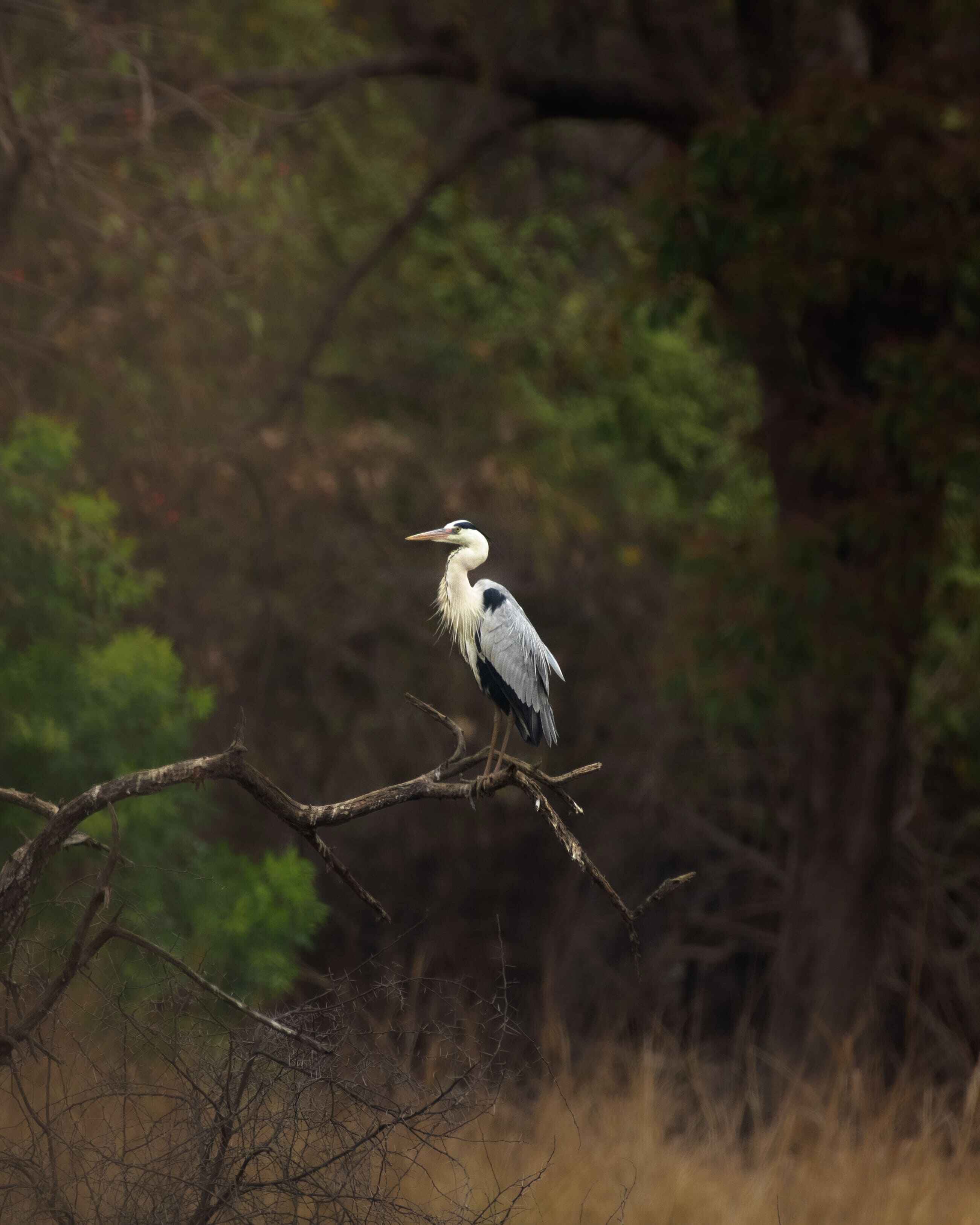 Grey Heron